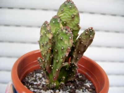 Opuntia monacantha monstruosa 9.jpg