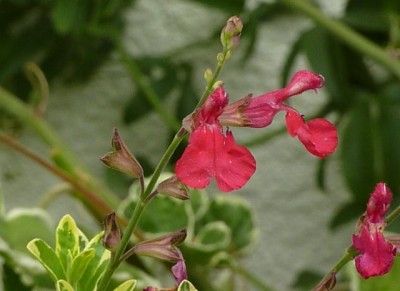 Salvia1.jpg
