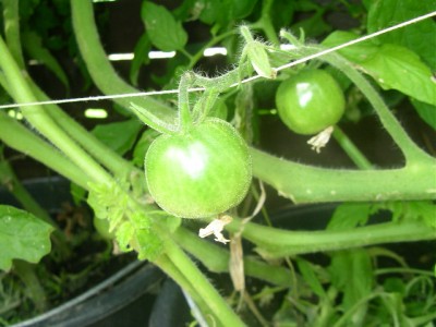 Tomaten 003.JPG