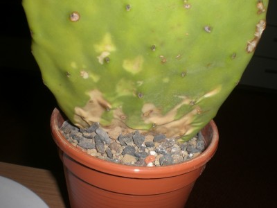 opuntia.jpg