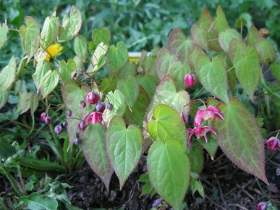 Elfenblume 19.4.09.JPG