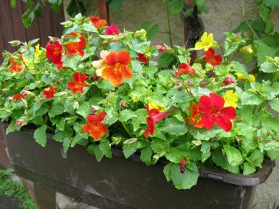 Elfenspiegel - Nemesien -Sorte Karneval.JPG