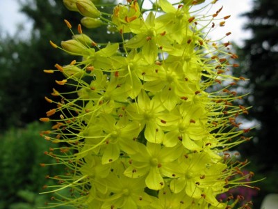 Kleopatra-Nadel 06-09.JPG