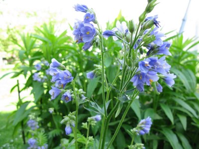 Polemonium - Himmelsleiter 24.5.09.JPG