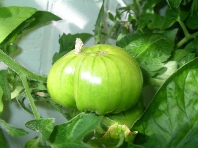 Tomaten 001.JPG