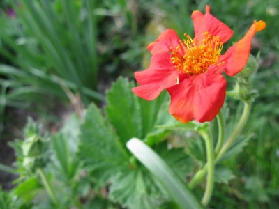 Sonnenröschen - 14.4.09.JPG