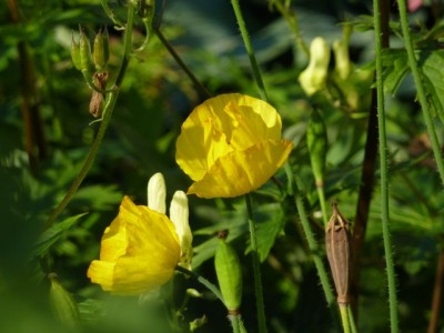 cambrischer Scheinmohn1.jpg