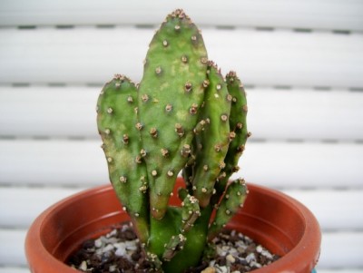Opuntia monacantha monstruosa 7.jpg