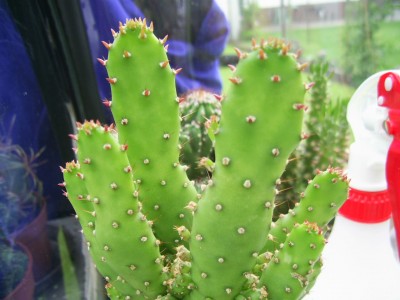 Opuntia monacantha m. 2010 06 01b klein.jpg