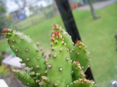 Opuntia monacantha m. 2010 04 21a klein.jpg