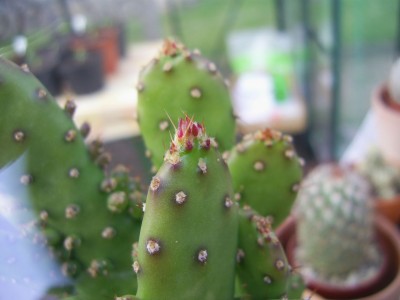 Opuntia monacantha m. 2010 04 11 klein.jpg