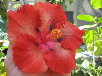 Moorea Rita2.JPG