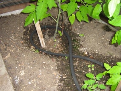 IMG_1894 Tomate Bewässerung 1.jpg