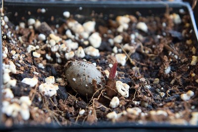 HyophorbeLagenicaulis.jpg
