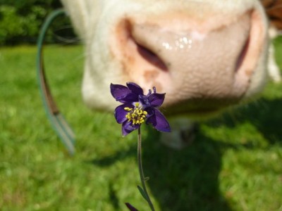 Aquilegia einseleana1.jpg