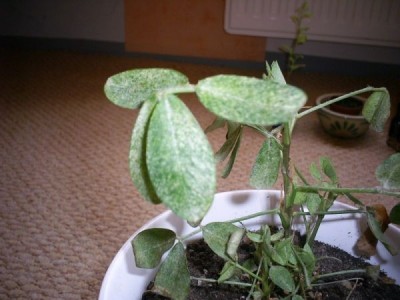 Arachis hypogaea.jpg