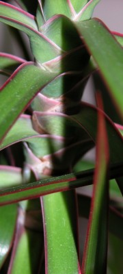 drachenbaum02.jpg
