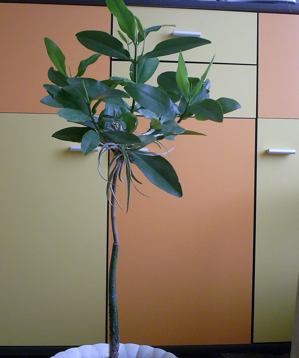 Rhizophora mangle (Rote Mangrove) · Pflegen & Schneiden & Veredeln ·  GREEN24 Pflanzen & Garten Forum