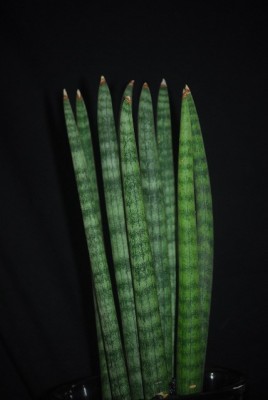 sansevieria 018yy.jpg