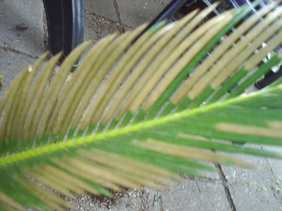 S3000037.JPG