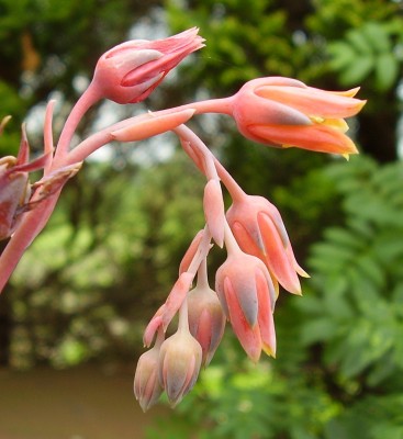 Pachyveria glauca (7).JPG