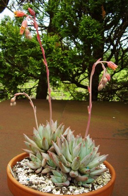 Pachyveria glauca (6).JPG