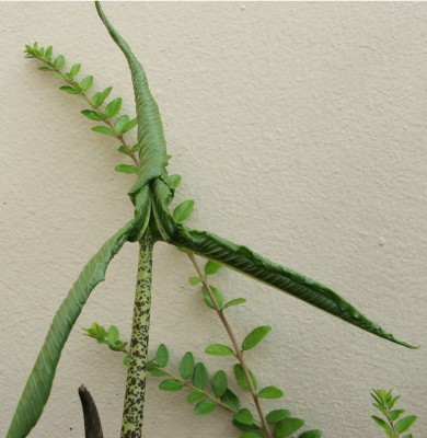 Volkeknolle.blatt.jpg