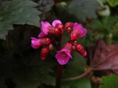 bergenia.jpg