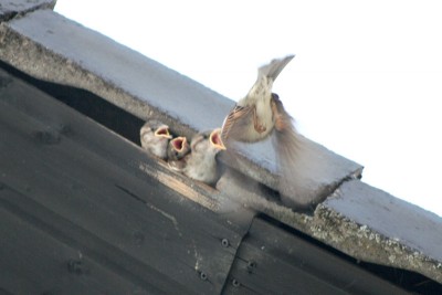 IMG_4743kl.jpg