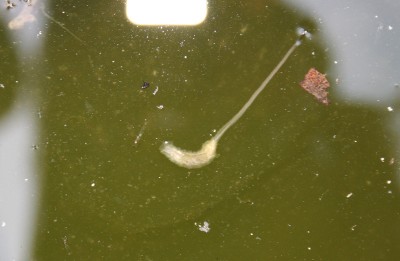 IMG_4782kl.jpg
