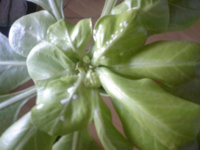 brighamia insignis - weiße flecken.jpg