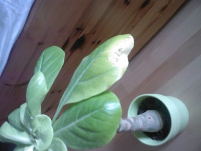 brighamia insignis - gelbe blaetter.jpg