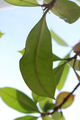 DSC_0291_klein.jpg