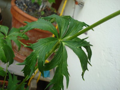 dsc03049.jpg