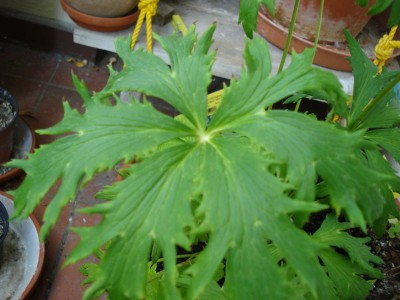 dsc03048.jpg