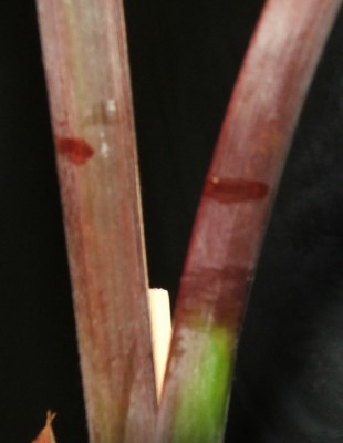 Bismarckia nobilis 02.01.10.jpg