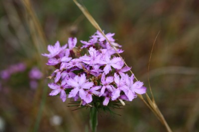 IMG_3682_1.jpg