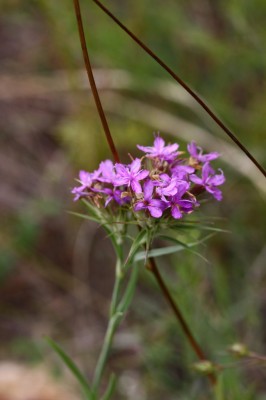 IMG_3646_1.jpg
