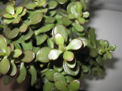 Crassula ovata Hummels sunset.JPG