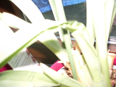 IMGP1019.JPG