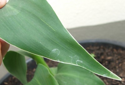 Canna 30.06.10.ab.jpg