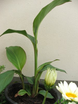 Canna 30.06.10.jpg