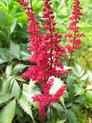Astilbe.JPG