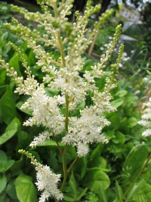 weiße Astilbe.JPG
