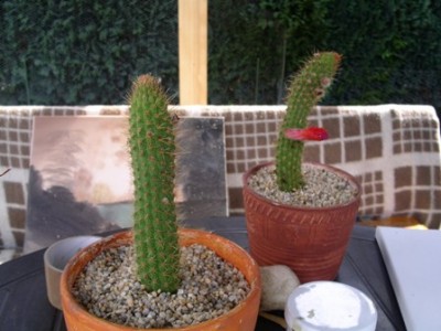PICT0027.JPG