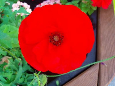 100D9628.JPG