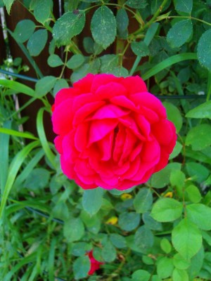 100D9632.JPG
