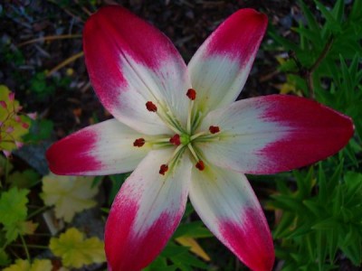 100D9587.JPG