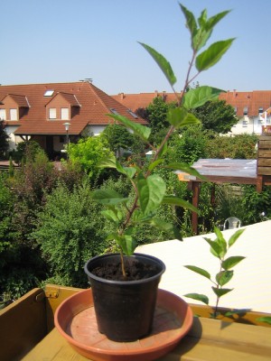 20100703_1 einzeln.JPG