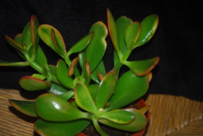 crassula005yy.jpg